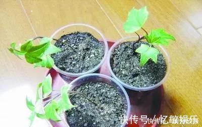 枝条|养花爱好者看过来这15种花现在“扦插”,生根快,一个周就长芽
