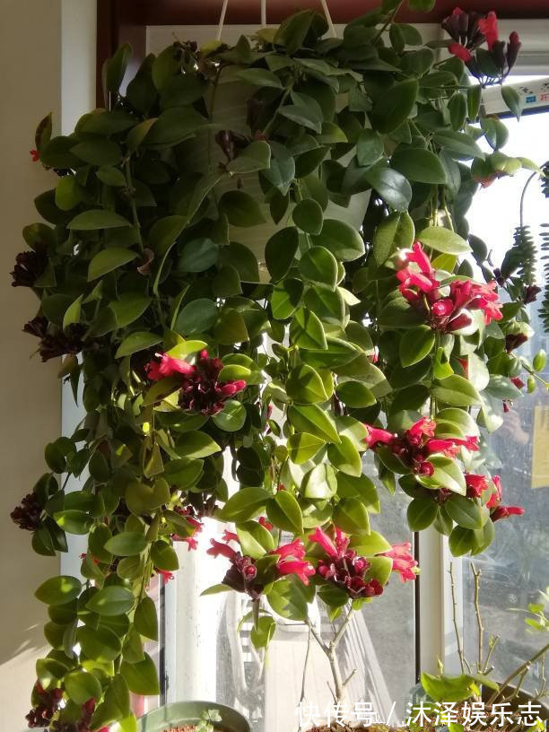 漂亮|开花最勤的室内盆栽绿植，全年有花开，花型奇特美丽，漂亮又好种
