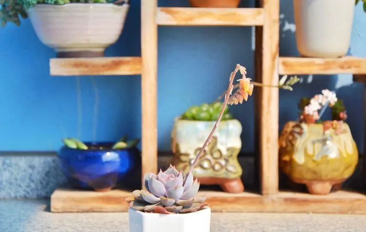 面朝大海的多肉们，在四季变迁中生生不息！