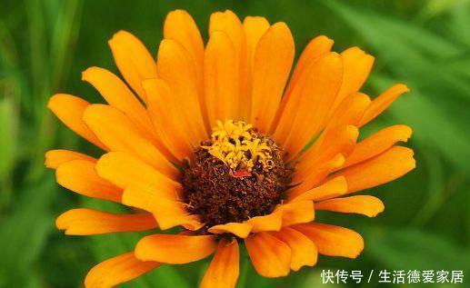 院子里养四款花，开花春意盎然，仙气十足，超美的