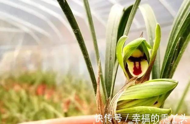 怎样养春兰蕙兰,才能开花香、花期更长?低温作用不可忽视