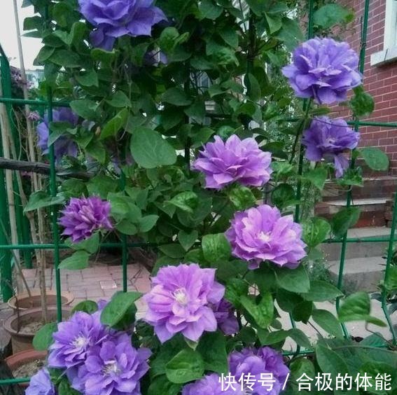 她在小院子里种了一种花，开花独特又漂亮，路人都说“头回见”！