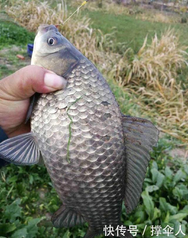 冬天如何钓好草洞？三个技巧让你渔获倍增---皇禾钓具