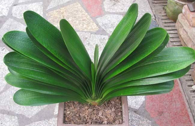 谨记|君子兰最怕“秋老虎”养护谨记“8个字”,秋老虎也得向它低头