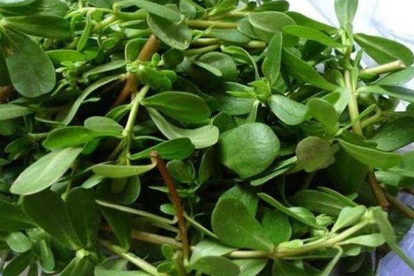 马齿苋|有白头发先别染发！马齿苋加一宝，仅需15天变黑发，还有惊喜变化