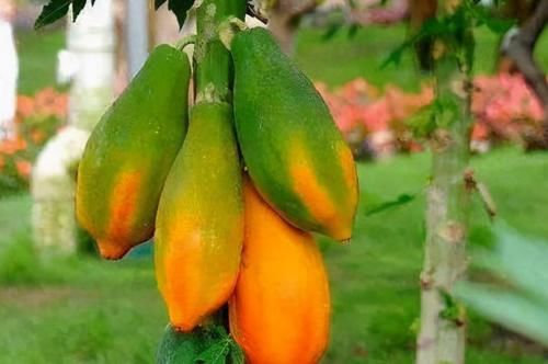 抗衰老|三伏结束后,女性不妨吃3种食物,护肠养胃,补充气血,抗衰老