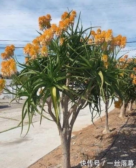 库拉索芦荟|7种“富贵花”，客厅养一盆很合适，越养越值钱，能活一百年