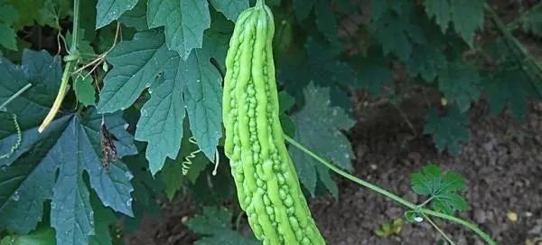 子宫光滑的女人,一般爱吃4种食物,若你也喜欢,子宫应该也不错