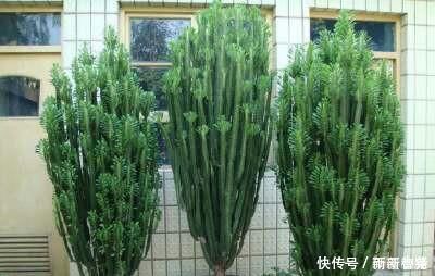 净化|家里养这4种植物，旺财镇宅，净化空气又好看，养一盆特别值