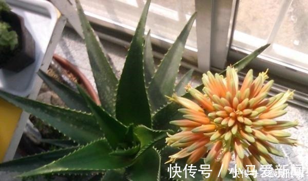 芦荟开花到底好不好老花匠你先养开花再说!