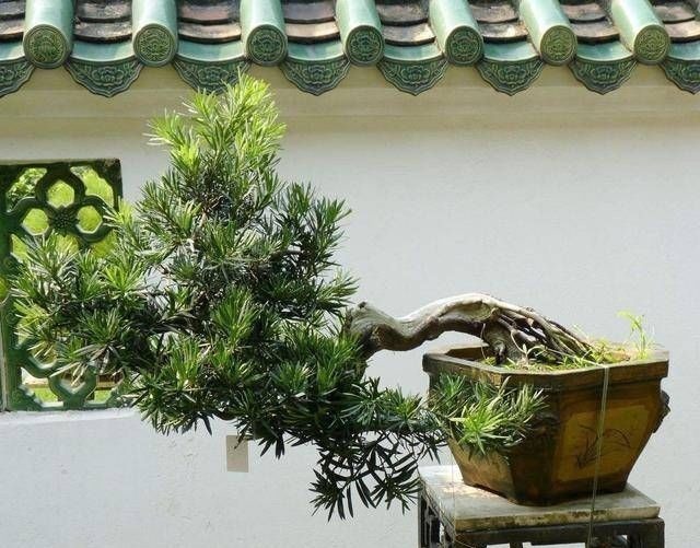 3种名贵盆景山上遍地有,教你养护技巧,个个价值高造型佳