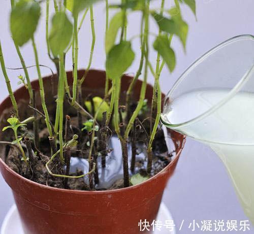 花都是被浇死的!用这招养花,随便养养都爆盆