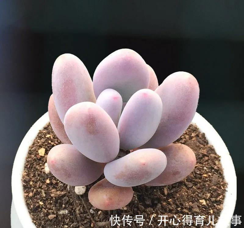 多肉能不能淋雨,真正懂的人并不多,别再傻傻避雨