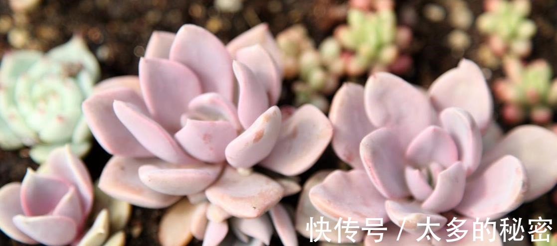 如何养好“多肉”免费教你一招“多肉”养殖技术！