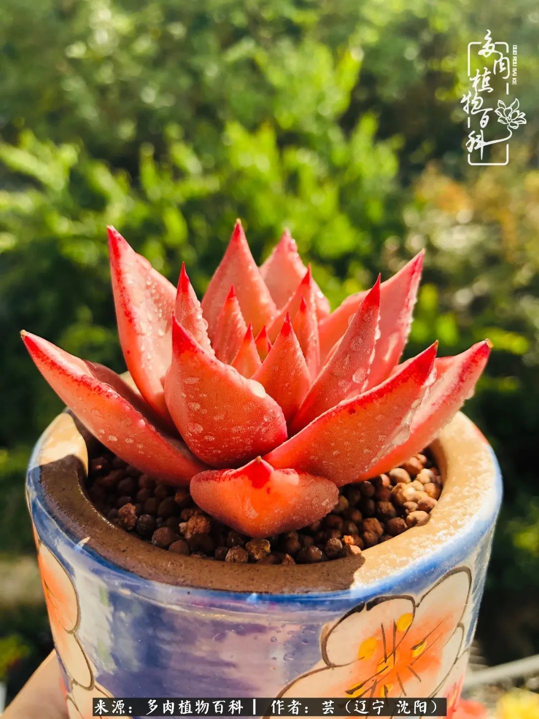 血罗|万物皆有灵性，一年四季有多肉陪伴真好！