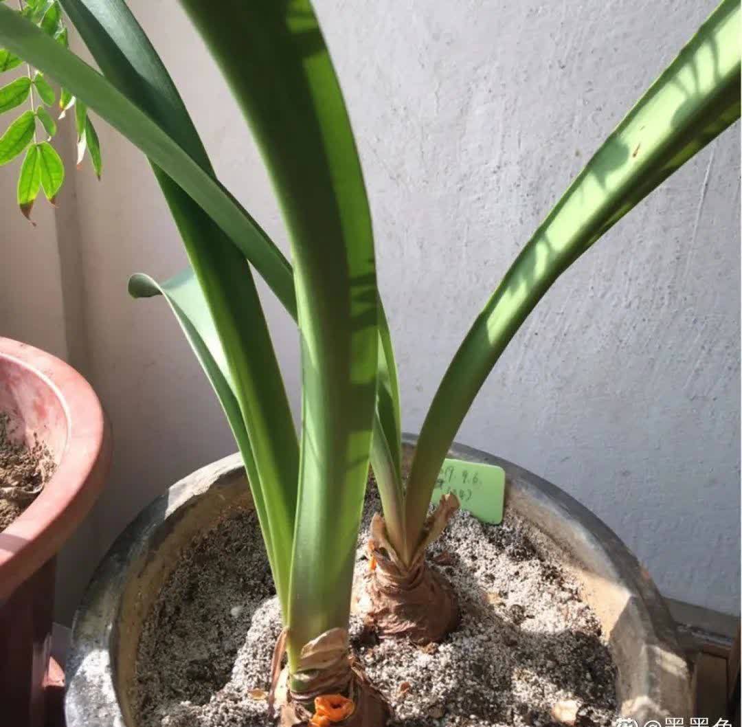 蝴蝶兰开花不是一次性,花后剪一剪,还能继续开花