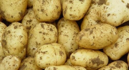 保存土豆的方法竟然这么简单,只需一招,土豆放一年也不变质发芽