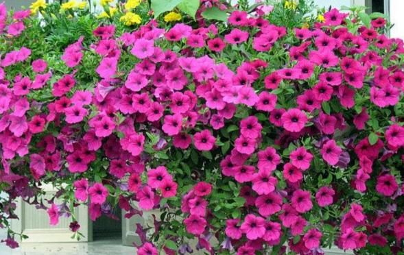 养花不能光靠“控水”预防烂根，从这几方面综合把控才能解决