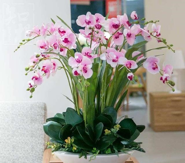 地域性|3种花再喜欢，也别轻易买，虽然很漂亮，但能“养活”的人不多