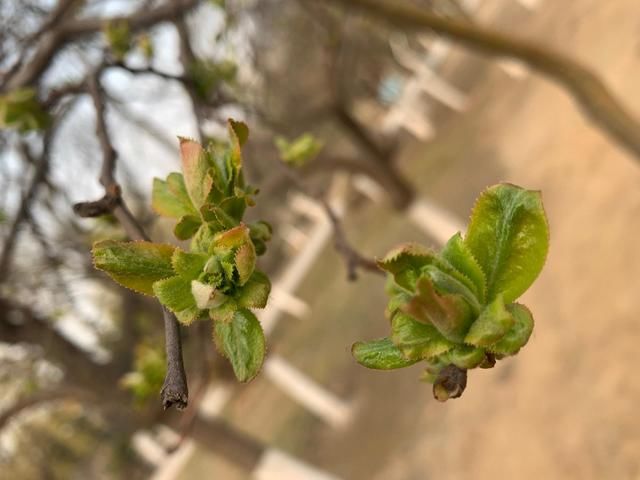 春暖花开 万物复苏 阳春三月 一个绿色的季节！