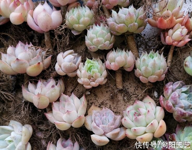 休眠季|夏天买多肉,上盆种好别浇水,遇水就黑腐,花钱打水漂