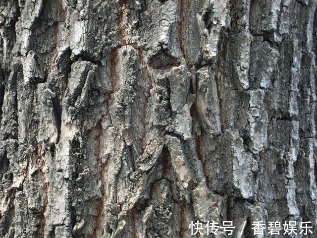 吊兰、绿萝就爱“黄叶”,喷点“溶液”,返青快好养护!