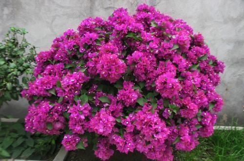 3种木质花卉，开花漂亮花期超长，越养越漂亮，是盆栽佳品！