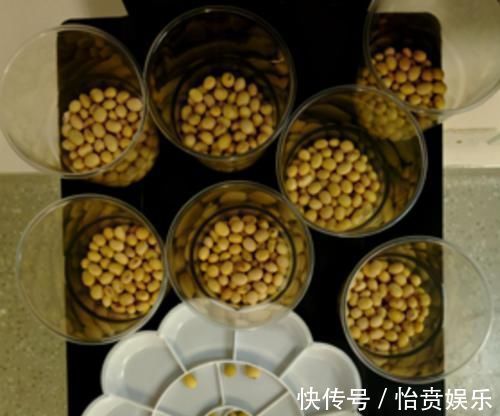 作业|”老师让带一万颗豆“妈妈陪娃数到大半夜,质问老师却被“打脸”