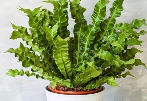 角落|17种适合生长在弱光处的室内植物,可以摆放在家里的任何角落