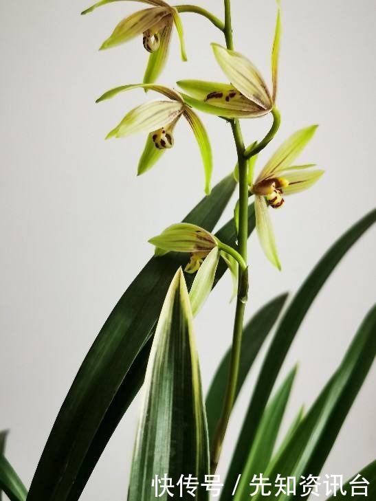 叶子|花卉气质和人的气质相通,你是哪种气质?