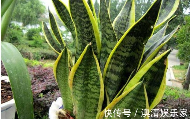 元气满满|新手虎皮兰开花见过吗照着几点养护,虎皮兰开花爆盆不是难题