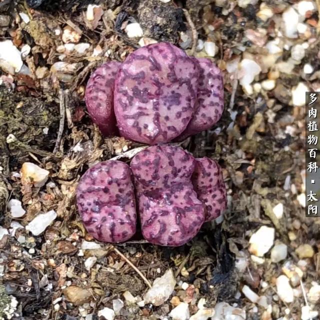 会开花的“石头”番杏科多肉植物“生石花”的养护心得!