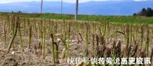 蔬菜|农村一种常见植物,营养价值与牛肉相比肩,有“蔬菜之王”的美誉