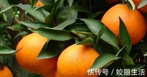 睡眠质量|想长寿全靠吃,三种食物不可少,祛风除湿,健脑益智,好处多多!