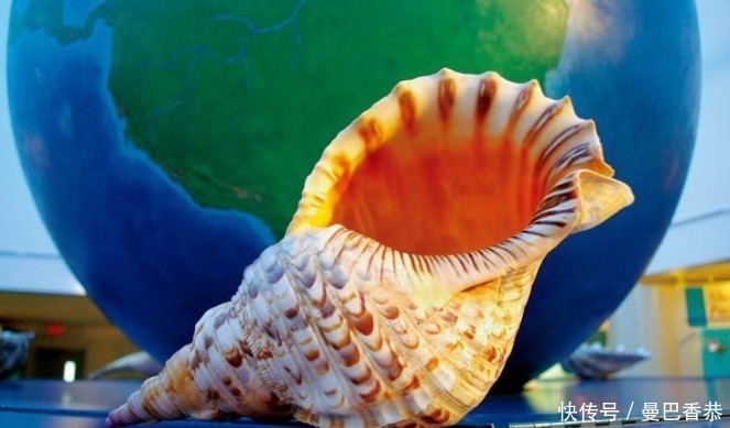 贝类|美国马特乌贝壳博物馆：200多万枚贝壳汇聚的贝壳世界！