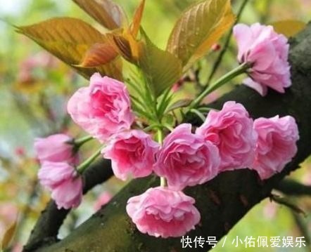 养人|客厅养花别乱养,3种花最合适,最后一种镇宅、聚财又养人