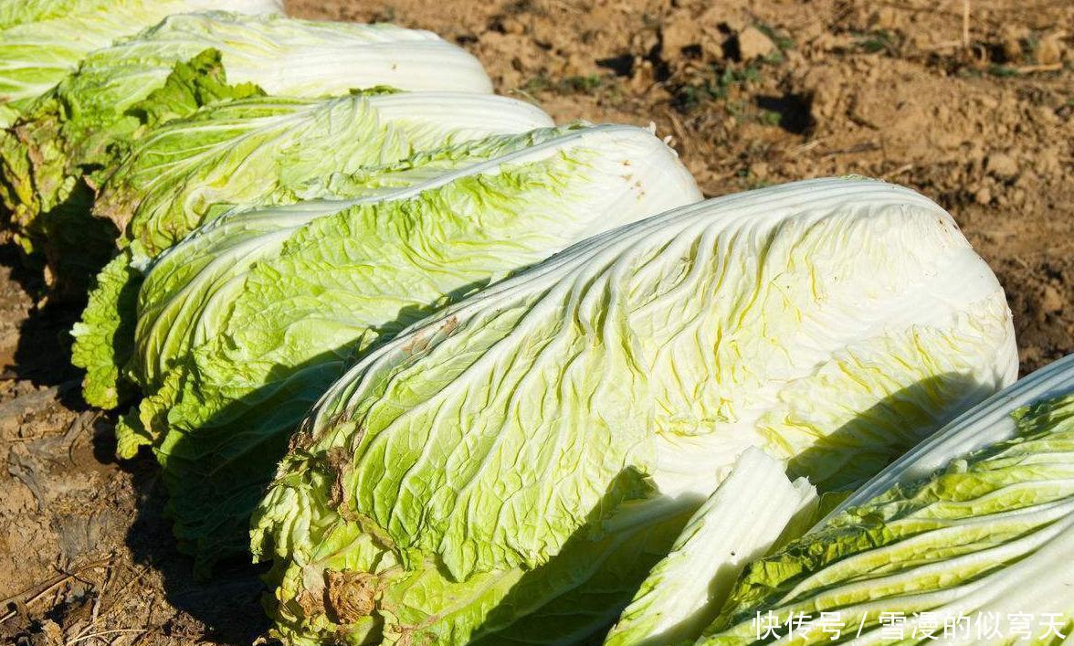 傻傻|白菜吃完不能碰什么医生提个醒切莫碰此物,别还傻傻不明白
