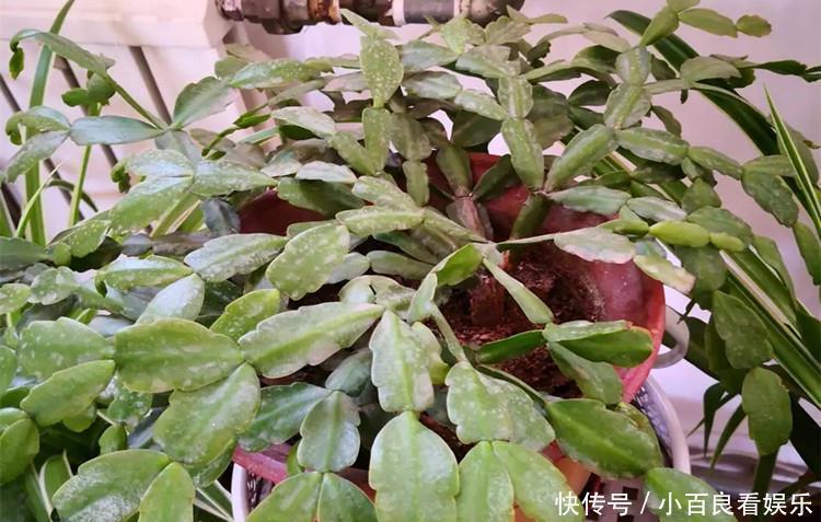 蟹爪兰叶子“打焉”,用这个“小方法”,叶片肥厚,长势更旺