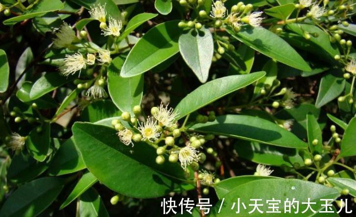 赤楠盆景养护有哪些注意事项,掌握方法技巧轻松解决问题