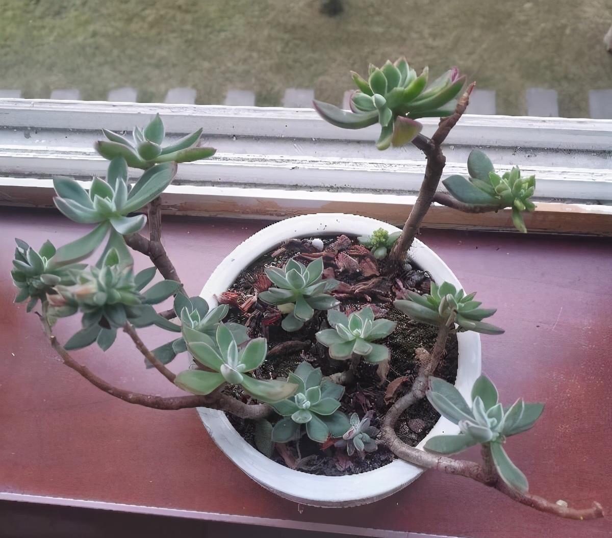 养好多肉锦晃星的2个“技巧”,顺利度夏,叶片肥厚,长成老桩