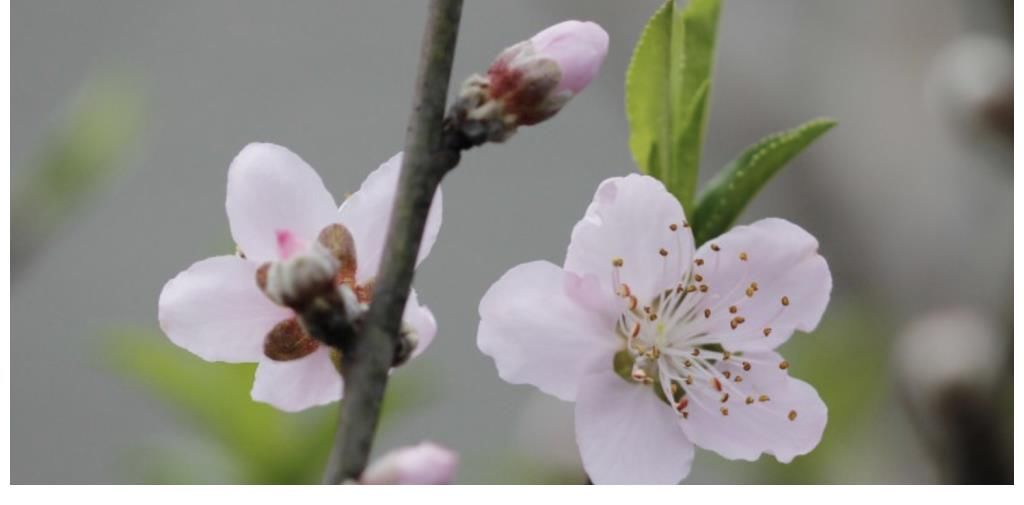 明月|11月上旬，明月当空，桃花寄情，3生肖再见相顾洒泪，爱不散场