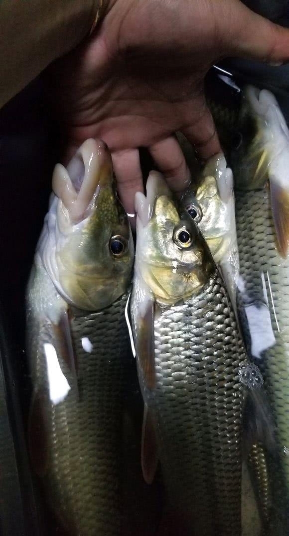 6百一斤？长江钓获濒危怪鱼，竟长了“大鼻子”，浑身都胶原蛋白