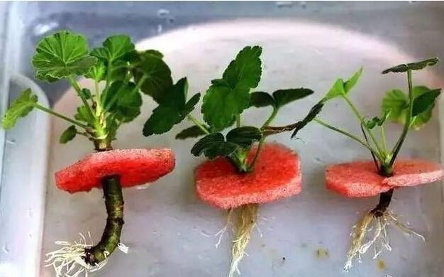 天气越来越凉，赶紧收集点“这东西”，泡泡就是生根水，插啥活啥