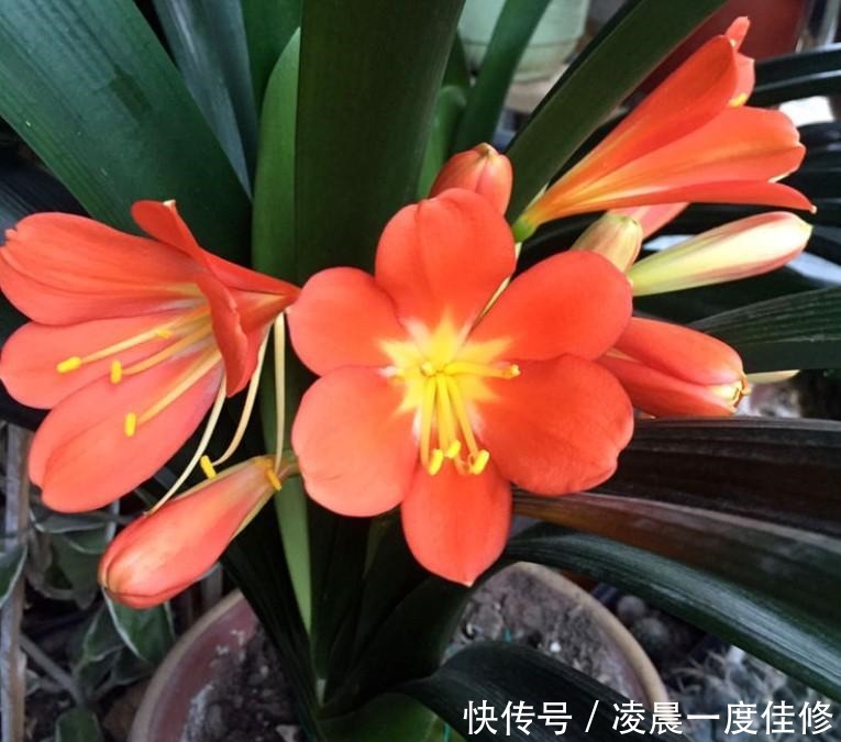 君子兰|夏季君子兰总是养不活是因为不知道这两点,今天教给你