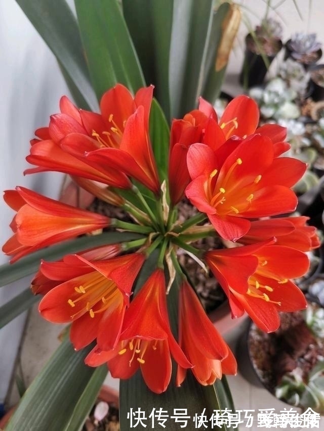 花友们|君子兰肥足长得壮,4种“肥水”轮着浇,10枝花箭一起蹿出来