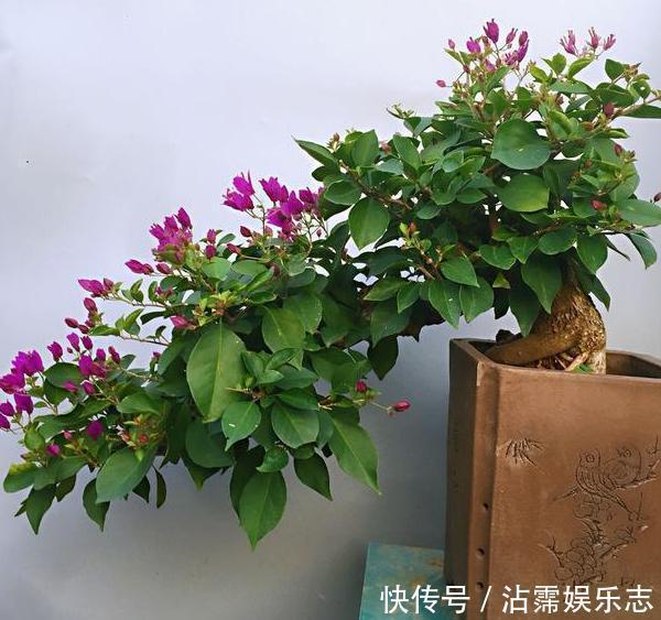 家里的盆栽花期不开花、还枯死了,是啥原因答案在这里