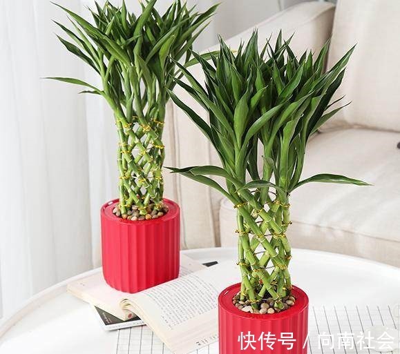 观赏性|4种花摆放在家中,不仅能净化空气,最重要的是能旺财