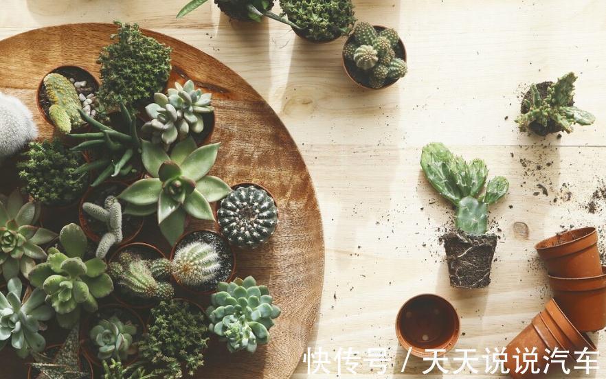 温度对多肉根系的生长,到底有什么影响