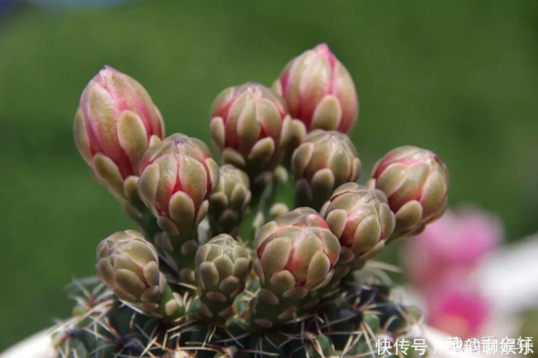 生石花|6种多肉太难养,赶紧留个种,省得每年都要重新买!