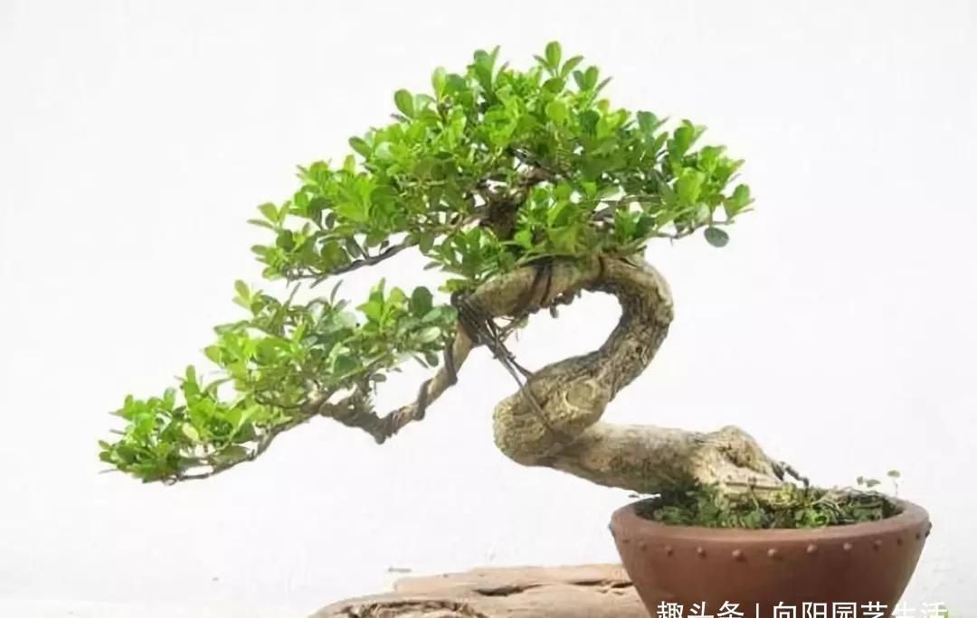 黄杨|10年前一盆上万,10年后一盆十块,烂大街的黄杨,被玩坏的盆景